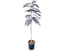 Sunny Tree - Perzische Slaapboom - Albizia Julibrissin 'Summer Chocolate' - Winterharde Boom - Roze Bloesem - 150cm