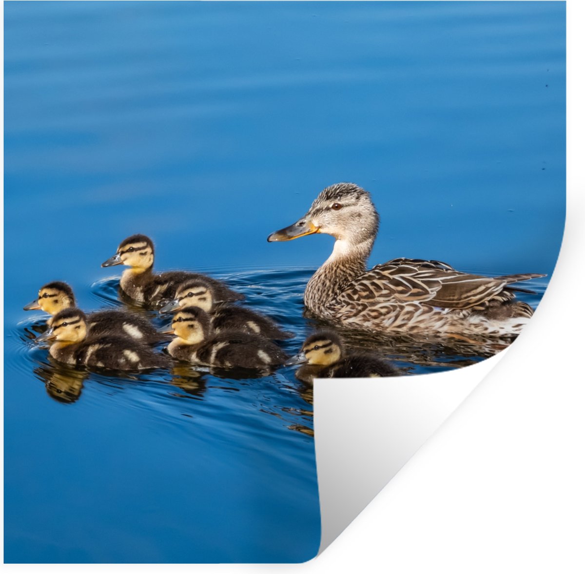 Muurstickers - Sticker Folie - Eend - Water - Vogel - Bruin - 100x100 cm - Plakfolie - Muu