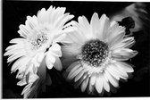 Acrylglas - Bloemen - Natuur - Zwart - Wit - 60x40 cm Foto op Acrylglas (Wanddecoratie op Acrylaat)