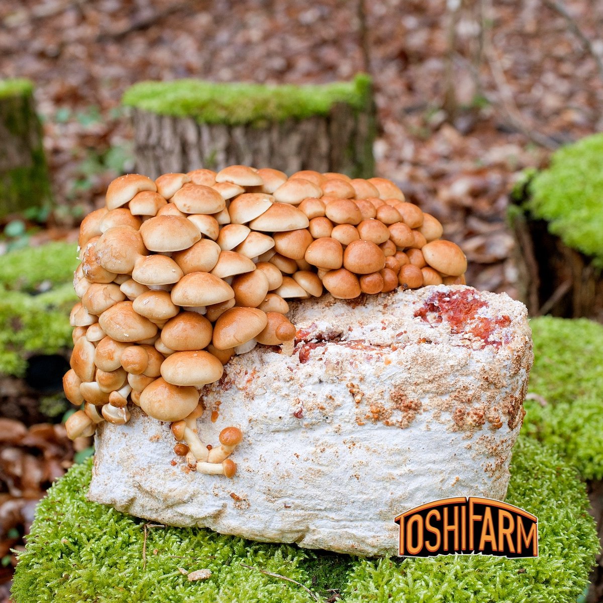 ToshiFarm Fruiting Block voor Nameko (3kg) - 100% Bio - Chesnut Kweekset - Bio Nameko Kweken - Chesnut Kweken - Chesnut Kweken