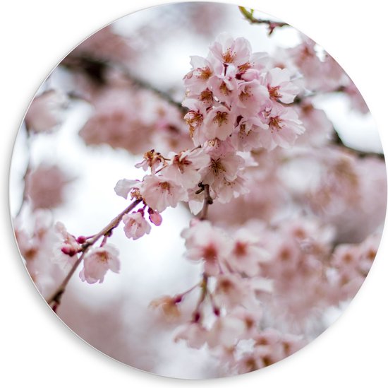 PVC Schuimplaat Muurcirkel - Bomen - Takken - Bloemen - Bloesem - 80x80 cm Foto op Muurcirkel (met ophangsysteem)