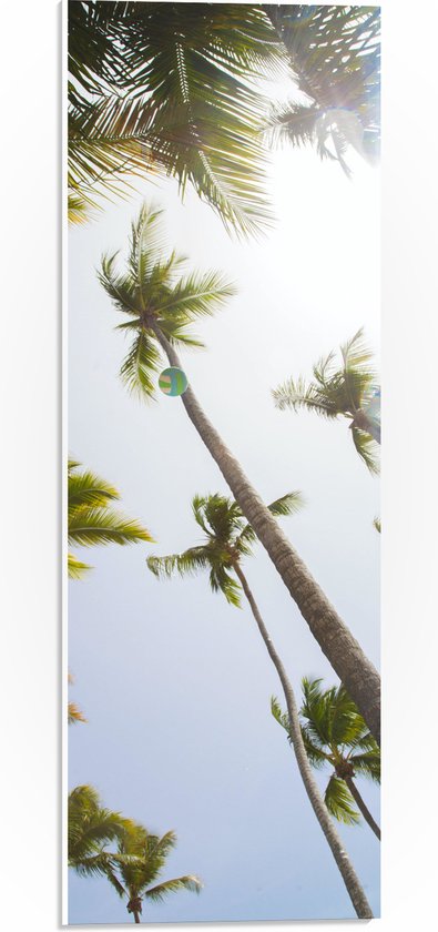 PVC Schuimplaat- Bomen - Palmbomen - Tropisch - Bal - 20x60 cm Foto op PVC Schuimplaat