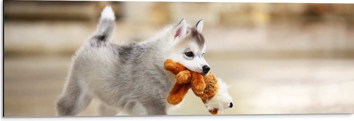 Dibond - Siberische Husky Puppy met Knuffel - 90x30 cm Foto op Aluminium (Met Ophangsysteem)