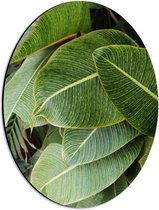 Dibond Ovaal - Natuur - Planten - Bladeren - Groen - 30x40 cm Foto op Ovaal (Met Ophangsysteem)