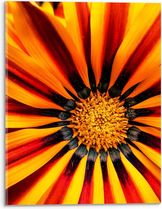 Acrylglas - Close-up - Bloem - Plant - Bladeren - Kleuren - 30x40 cm Foto op Acrylglas (Met Ophangsysteem)