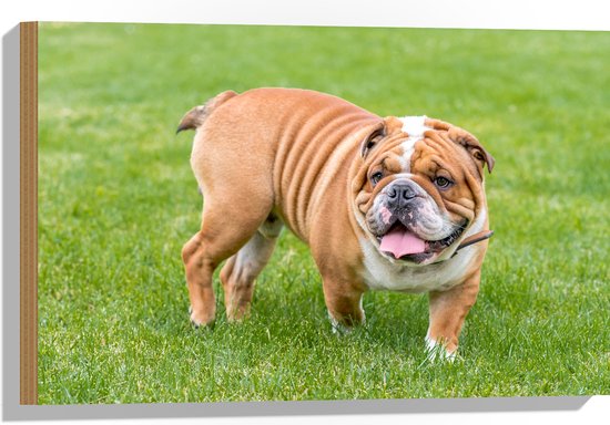 Hout - Rimpelige Engelse Bulldog in het Grasveld - 60x40 cm - 9 mm dik - Foto op Hout (Met Ophangsysteem)