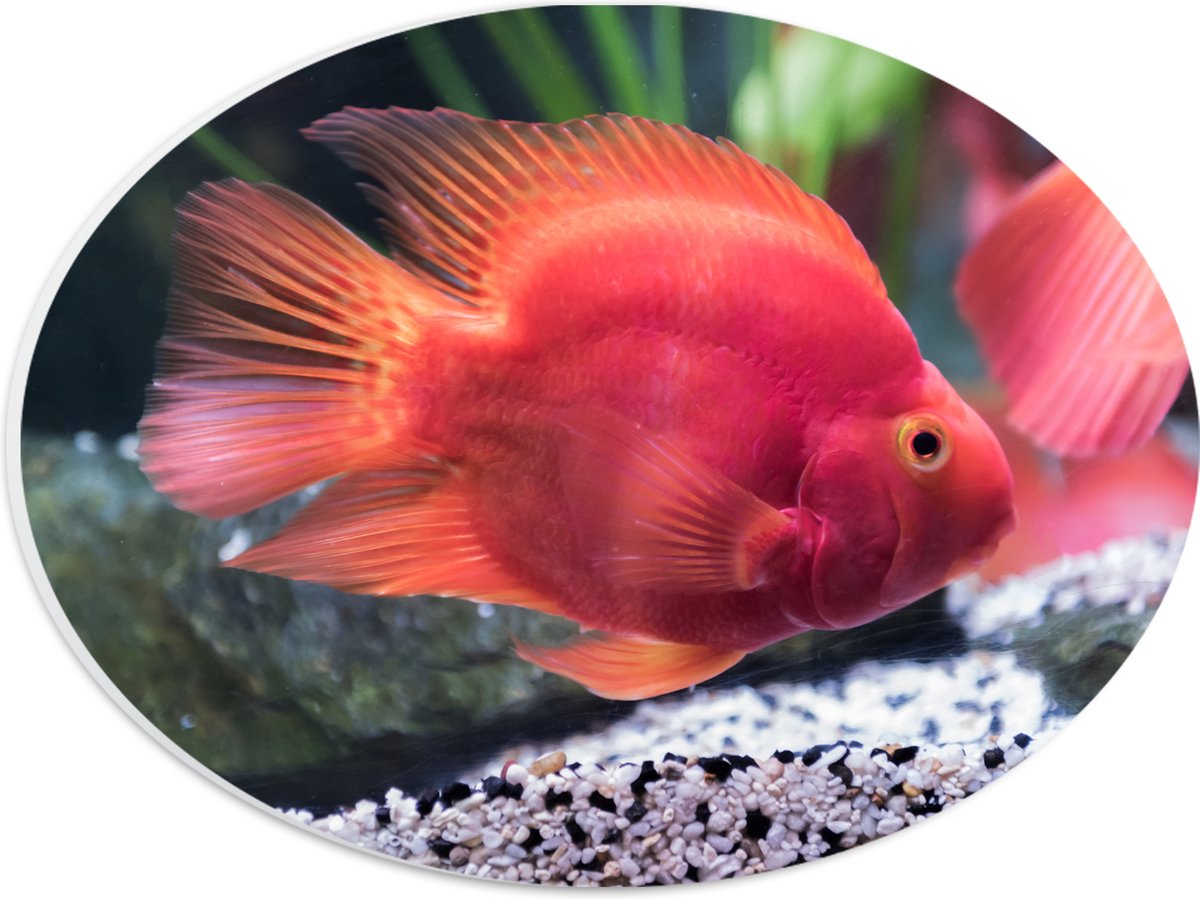 PVC Schuimplaat Ovaal - Rode Papegaai Cichlide Vis Zwemmend in Aquarium - 28x21 cm Foto op Ovaal (Met Ophangsysteem)