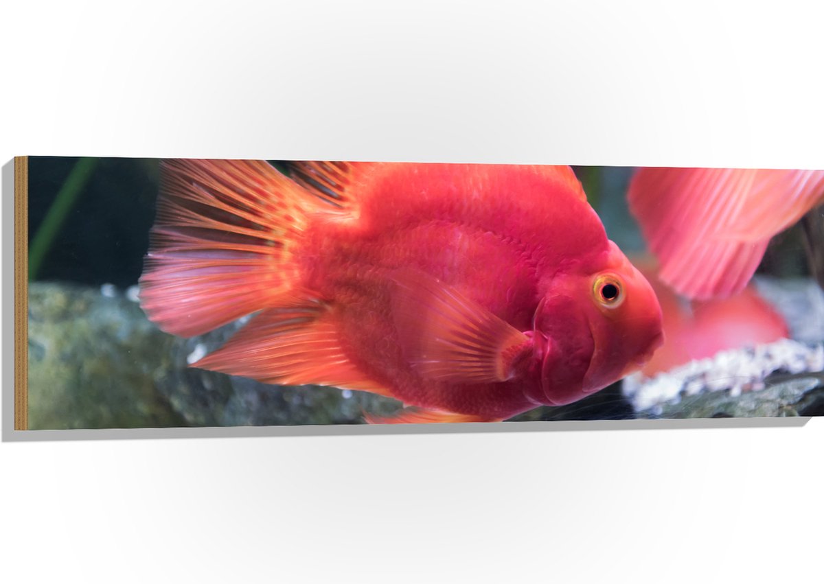 Hout - Rode Papegaai Cichlide Vis Zwemmend in Aquarium - 120x40 cm - 9 mm dik - Foto op Hout (Met Ophangsysteem)
