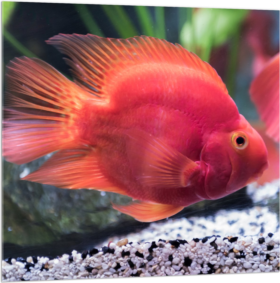 Acrylglas - Rode Papegaai Cichlide Vis Zwemmend in Aquarium - 100x100 cm Foto op Acrylglas (Wanddecoratie op Acrylaat)
