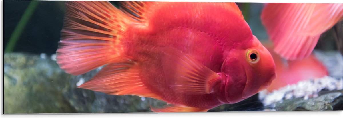 Dibond - Rode Papegaai Cichlide Vis Zwemmend in Aquarium - 90x30 cm Foto op Aluminium (Met Ophangsysteem)