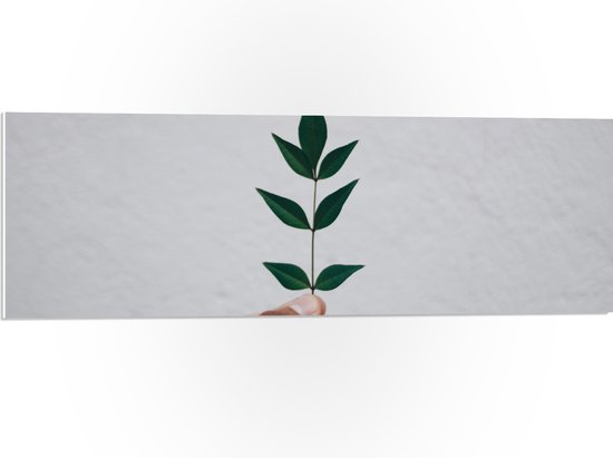 PVC Schuimplaat- Hand - Plantje - Blaadjes - Groen - Muur - 90x30 cm Foto op PVC Schuimplaat