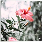 Tuinposter – Bloemen - Planten - Roze - Groen - Bladeren - 50x50 cm Foto op Tuinposter (wanddecoratie voor buiten en binnen)