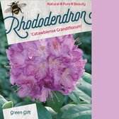 Rhododendron 'Catawbiense Grandiflorum' - 40-50 cm