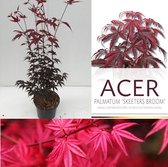 Japanse Esdoorn - Acer palmatum 'Skeeter's Broom' 40-60 cm