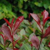 Glansmispel - Photinia fras. 'Carré Rouge' 40-60 cm