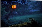 Dibond - Bomen - Bossen - Gras - Natuur - Licht - Lampje - 75x50 cm Foto op Aluminium (Wanddecoratie van metaal)