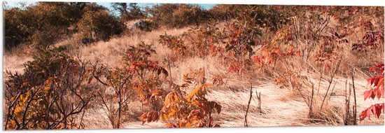 Acrylglas - Landschap - Bomen - Bloemen - Planten - Wind - Kleuren - 120x40 cm Foto op Acrylglas (Met Ophangsysteem)