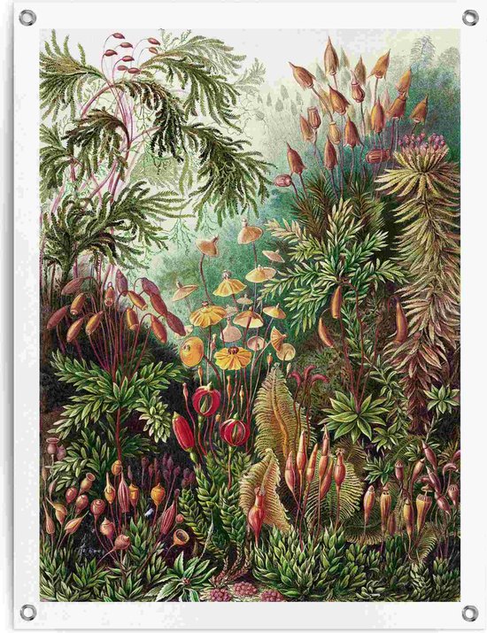 Tuinposter Sea Flora 80x60 cm