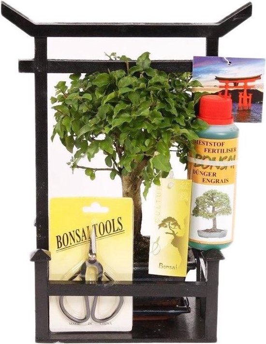 Bonsai Torii Starter Geschenkset
