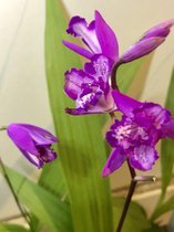 6 x Bletilla striata - Aardorchidee, Japanse orchis in pot 9 x 9 cm