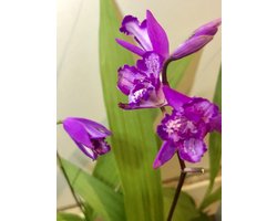 6 x Bletilla striata - Aardorchidee, Japanse orchis in pot 9 x 9 cm