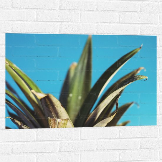 Muursticker - Bladeren van Ananas met Blauwe Achtergrond - 90x60 cm Foto op Muursticker