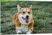 PVC Schuimplaat- Blije Corgi Hond met Uitstekende Tong in het Grasveld - 120x80 cm Foto op PVC Schuimplaat