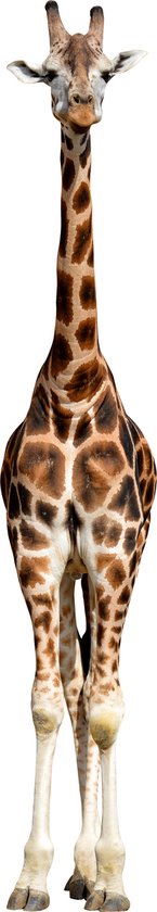 Giraffe Muursticker XXL