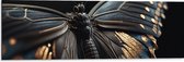 Dibond - Vlinder met Zwarte Vleugels met Gouden Details - 90x30 cm Foto op Aluminium (Met Ophangsysteem)