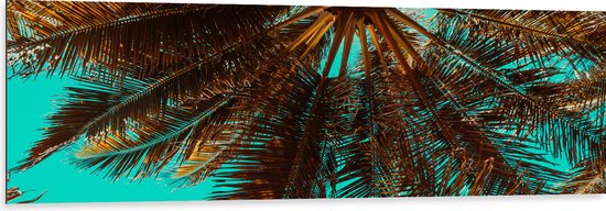 Dibond - Bomen - Boomstam - Palmbomen - Bladeren - Tropisch - 150x50 cm Foto op Aluminium (Wanddecoratie van metaal)