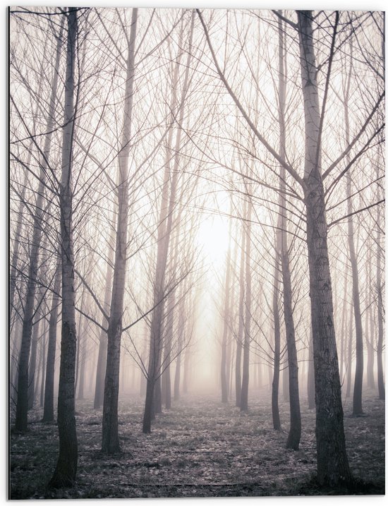 Dibond - Bomen - Bossen - Mist - Bladeren - Gras - 60x80 cm Foto op Aluminium (Met Ophangsysteem)