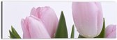 Dibond - Bloemen - Tulpen - Roze - Pastelkleur - Druppels - 60x20 cm Foto op Aluminium (Wanddecoratie van metaal)