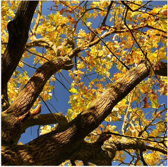 Poster Glanzend – Boom - Herfst - Bladeren - Takken - 80x80 cm Foto op Posterpapier met Glanzende Afwerking