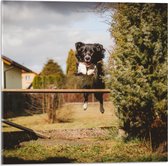 Acrylglas - Dieren - Hond - Tuin - Planten - Springen - 50x50 cm Foto op Acrylglas (Met Ophangsysteem)