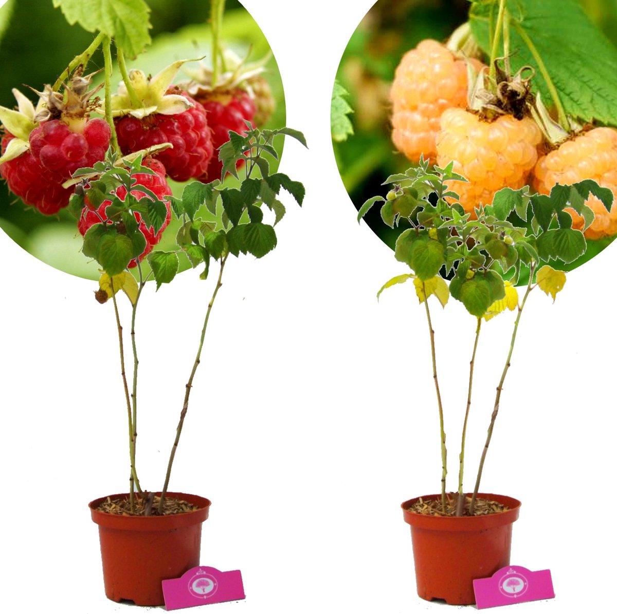 Set van 2 Frambozen - 1 Rode framboos, 1 Gele framboos - Hoogte 50cm - 2 Liter pot - Mix A
