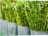 Acrylglas - Planten - Bamboe - Groen - Emmers - 80x60 cm Foto op Acrylglas (Wanddecoratie op Acrylaat)