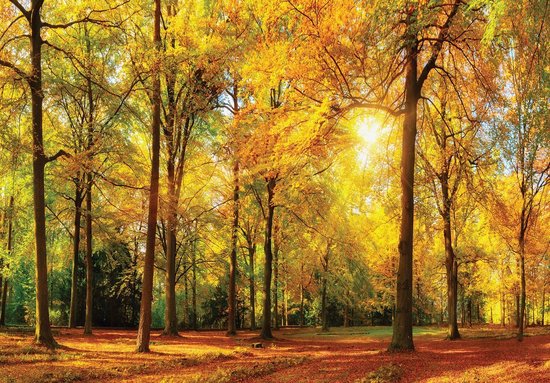 Photo Wallpaper Papier peint photo - Papier peint non tissé - Papier peint intissé - Papier peint - Forêt - Arbres - Automne - Soleil - Rayons de soleil - Feuilles - 208 x 146 cm
