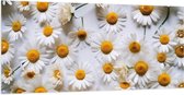 Tuinposter – Geplukte Witte Madeliefjes - 200x100 cm Foto op Tuinposter (wanddecoratie voor buiten en binnen)