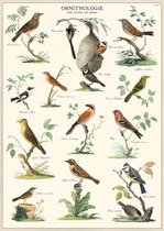 Poster Ornithologie - Cavallini & Co - Vintage schoolplaat - Posters