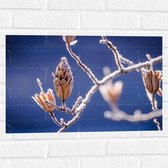 Muursticker - Planten - Knop - Natuur - Vorst - 60x40 cm Foto op Muursticker