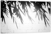 Tuinposter – Planten - Bladeren - Muur - Schaduw - Zwart - Wit - 120x80 cm Foto op Tuinposter (wanddecoratie voor buiten en binnen)