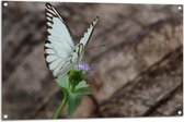 Tuinposter – Vlinder met Blauwe Vleugels op Paarse Wilde Bloem - 105x70 cm Foto op Tuinposter (wanddecoratie voor buiten en binnen)