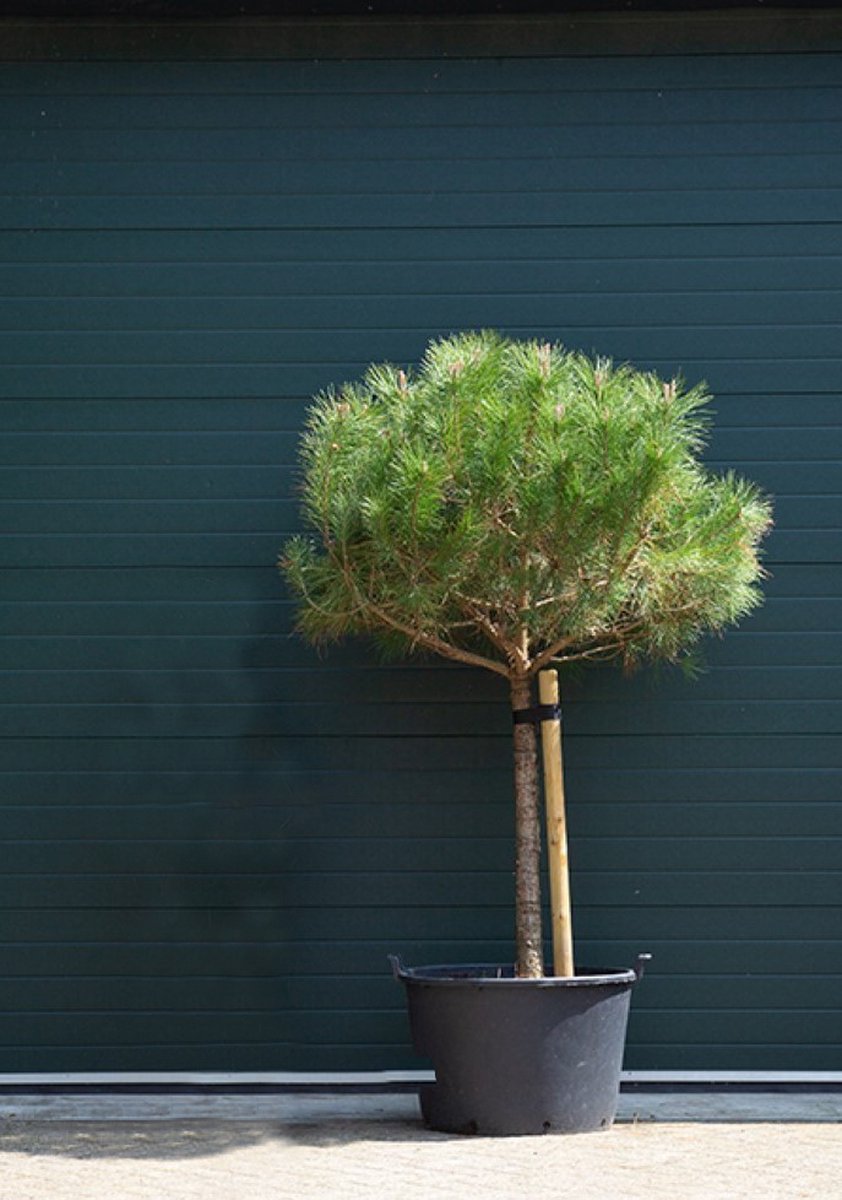 Pin parasol - 'Pinus pinea' - hauteur du tronc 80-90 cm (hauteur totale  130-150 cm) | bol.com