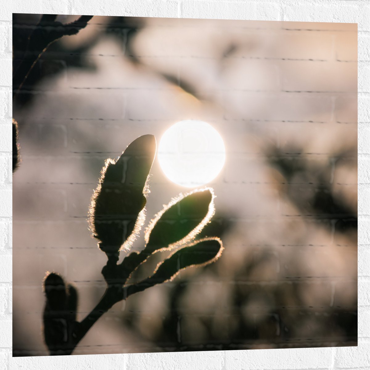 Muursticker - Zon achter Wilgentakken - 80x80 cm Foto op Muursticker