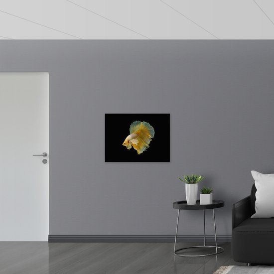 Acrylglas - Gele Vis met Sierlijke Vinnen tegen Zwarte Achtergrond - 80x60 cm Foto op Acrylglas (Met Ophangsysteem)