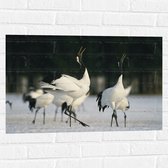 Muursticker - Fluitende Kraanvogels in landschap Vol met Sneeuw - 75x50 cm Foto op Muursticker