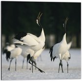 Dibond - Fluitende Kraanvogels in landschap Vol met Sneeuw - 50x50 cm Foto op Aluminium (Met Ophangsysteem)