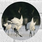 Muursticker Cirkel - Fluitende Kraanvogels in landschap Vol met Sneeuw - 20x20 cm Foto op Muursticker