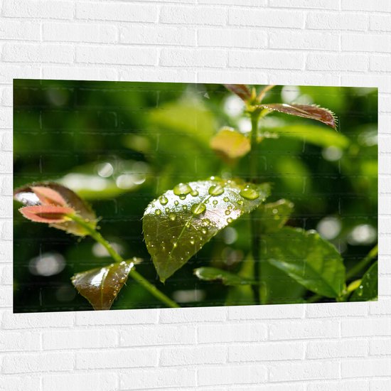 Muursticker - Groen Blad Vol met Regendruppels - 120x80 cm Foto op Muursticker