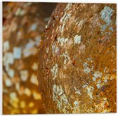 PVC Schuimplaat- Close-up van Bolvormige Gouden Ballen - 50x50 cm Foto op PVC Schuimplaat